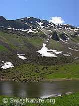 F023444: Rauflihorn vom Grimmisee