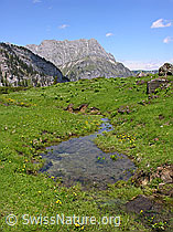 F023448: Klarer Bergbach auf Grimmi