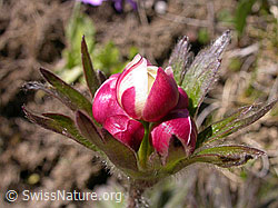 Photo: Anemone narcissiflora