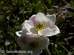 Photo: Anemone narcissiflora