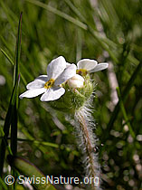 Photo: Bewimperter Mansschild