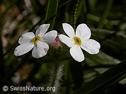 Photo: Bewimperter Mansschild, Blüten