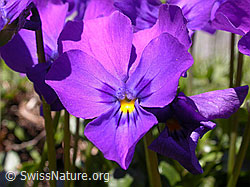 Foto: Langsporniges Stiefmütterchen, Blüte