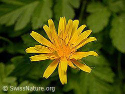 F023517: Hainlattich (Aposeris foetida)