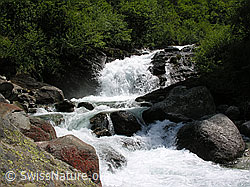 F023686: Binntal: Schäumender Mässerbach mit tosendem Wasserfall