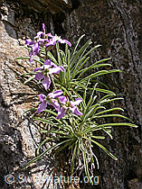 Photo: Matthiola valesiaca