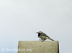Bachstelze (Motacilla alba) im Brutkleid (04.06.2005, F023847)