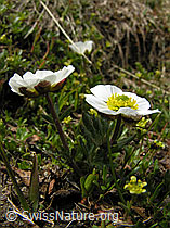 Foto: Alpen-Hahnenfuss