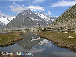 F024007: Märjelesee: Spiegelung des Olmenhorns