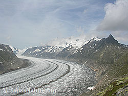 F024059: Aletschgletscher mit zwei markanten Mittelmoränen