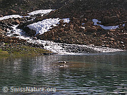 F024136: Zantmärjelesee, Binntal