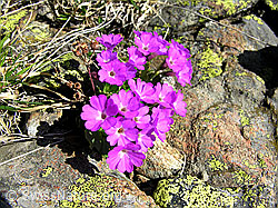 Foto: Rote Felsen-Primel im Fels