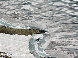 F024221: Geisspfadsee, Binntal