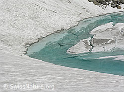 F024267: Schwarzsee, Binntal