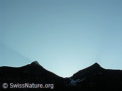 F024337: Morgenbild: Wild Andrist und Hundshorn