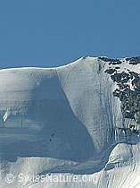 F024389: Nordwand Blüemlisalphorn mit Seilschaft im Aufstieg