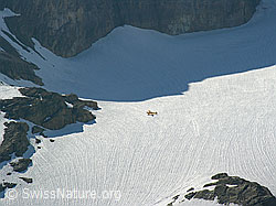 Foto: Gletscherflugzeug auf Blüemlisalpgletscher