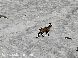 Photo: Gämse auf Schneefeld