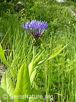 Photo: Berg-Flockenblume