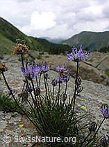 Photo: Halbkugelige Rapunzel (Phyteuma hemisphaericum)
