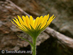 Foto: Clusius Gemswurz, Blütenkelch