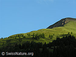 F025171: Morgenlicht und Schatten an der Waldgrenze