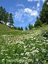 F025177: Bergwiese