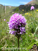 Kugelorchis (Traunsteinera globosa) (F025185)