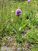 Kugelorchis (Traunsteinera globosa) (F025186)