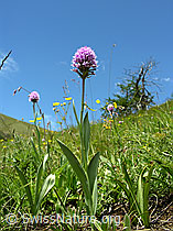 Kugelorchis (Traunsteinera globosa) (F025188)