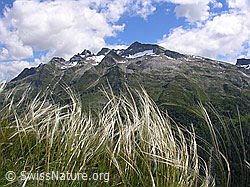 Foto: Zierliches Federgras