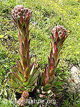 Photo: Echte Hauswurz