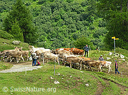 F025249: Hirten mit Kuhherde