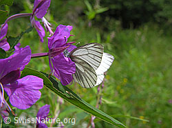 Photo: Rapsweissling