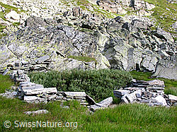 F025486: Mättital: Ruine einer Alphütte