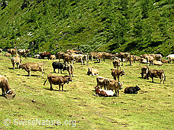 F025682: Weidende Kühe