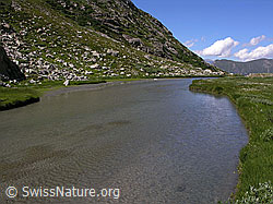 F025849: Chummibort, Binntal