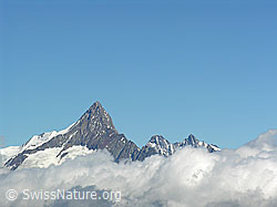 F025919: Wannigletscher: Finsteraarhorn