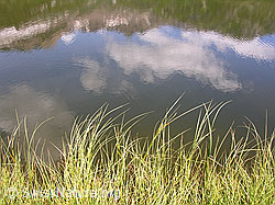 F026115: Gras säumt das Ufer eines Bergsees mit Spiegelung