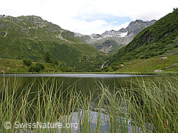 F026132: Durch das Gras am Ufer ist die Spiegelung zu erkennen