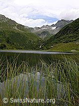 F026133: Blick über Grashalme und Bergsee zu Tälli und Ofenhorn