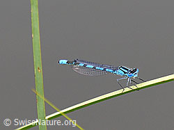 F026137: Speer-Azurjungfer