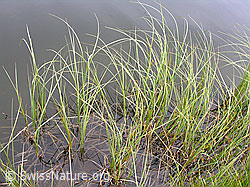 F026139: Halsesee, Binntal