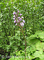 Photo: Cicerbita alpina