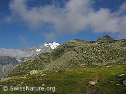 F026176: Risihorn, Bellwald