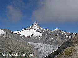 Foto: Finsteraarhorn, Finsteraarrothorn und Fieschergletscher