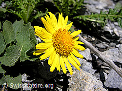 Photo: Grossköpfige Gemswurz, Blüte