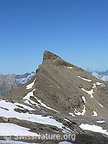 F026462: Wild Andrist