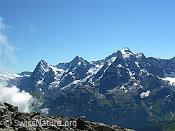 F026507: Hundshorn, Berner Oberland: Eiger, Mönch, Jungfrau