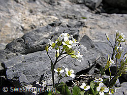 Photo: Gletscher-Felsenblümchen